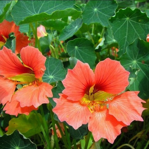 Tropaeolum nanum 'Punky Pink'