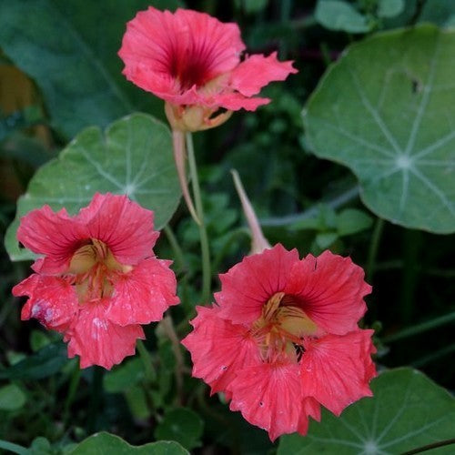 Tropaeolum nanum 'Punky Pink'