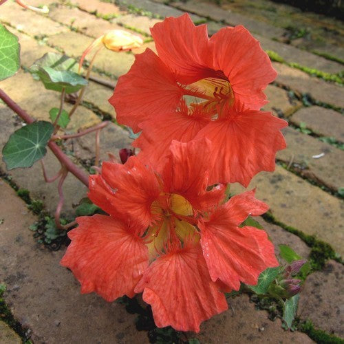 Tropaeolum nanum 'Punky Pink'