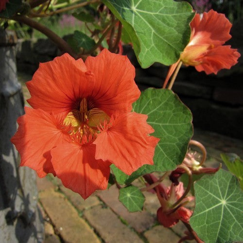 Tropaeolum nanum 'Punky Pink'