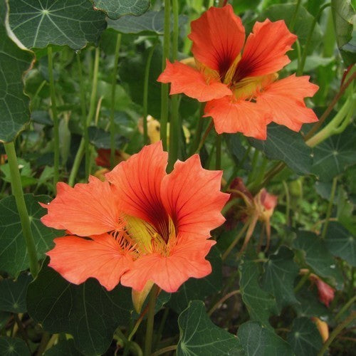 Tropaeolum nanum 'Punky Pink'