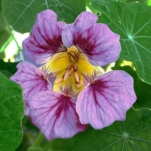 Tropaeolum majus 'Purple Emperor'