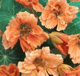 Tropaeolum nanum (Top Flowering Double Type) 'Salmon Baby'