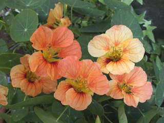 Tropaeolum nanum (Top Flowering Double Type) 'Salmon Baby'