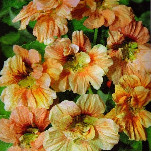 Tropaeolum majus (Double Gleam Hybrids) 'Salmon Gleam'
