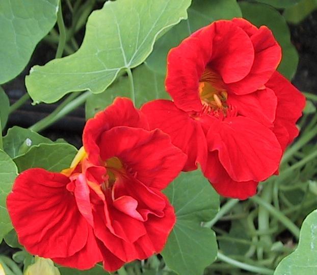 Tropaeolum majus (Double Gleam Hybrids) 'Scarlet Gleam'
