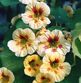 Tropaeolum nanum (Top Flowering Double Type) 'Prince Charmin'