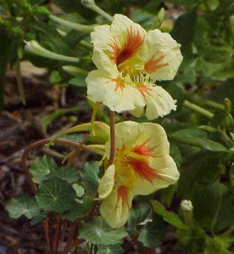 Tropaeolum nanum (Top Flowering Double Type) 'Prince Charmin'