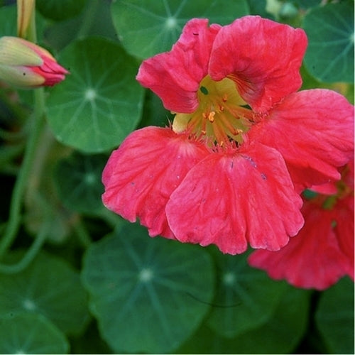 Tropaeolum nanum (Top Flowering Double Type) 'Jewel Cherry'