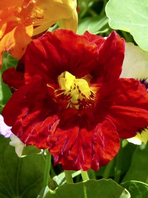 Tropaeolum majus 'Scarlet Jewel' / 'Whirlybird Red'