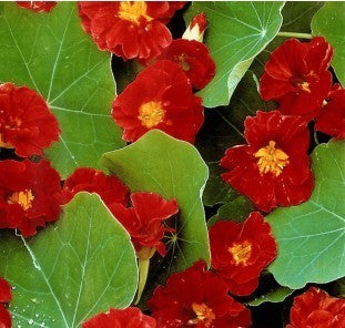 Tropaeolum majus lobbianum 'Spitfire' / 'Scharlachglanz'
