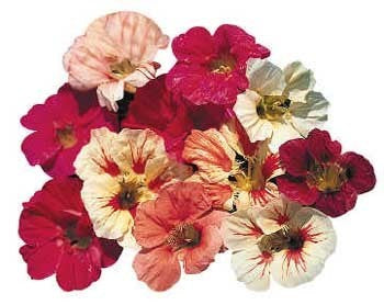Tropaeolum nanum (Top Flowering Single Type) 'Formula Mix'
