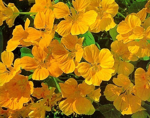 Tropaeolum nanum (Top Flowering Single Type) 'Golden Yellow'