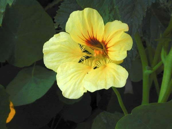 Tropaeolum nanum (Top Flowering Single Type) 'Lemon-Yellow'