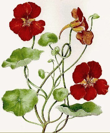 Tropaeolum nanum (Top Flowering Single Type) 'Mahogany'