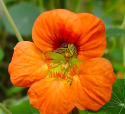 Tropaeolum nanum (Top Flowering Single Type) 'Orange'
