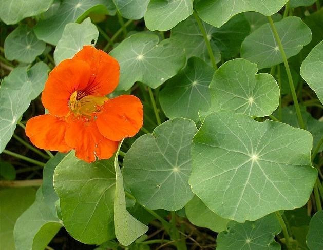 Tropaeolum nanum (Top Flowering Single Type) 'Orange'