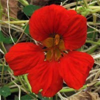 Tropaeolum nanum (Top Flowering Single Type) 'Scarlet'