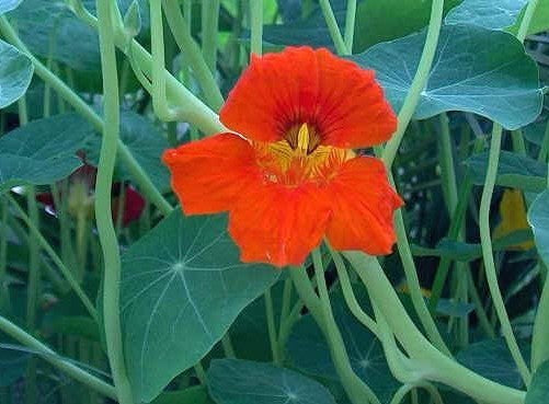 Tropaeolum majus lobbianum 'Vesuvius Trailing'