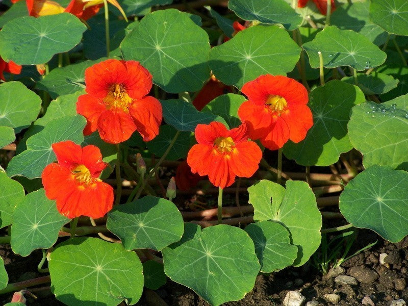 Tropaeolum majus lobbianum 'Vesuvius Trailing'