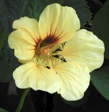 Tropaeolum nanum (Top Flowering Single Type) 'Whirlybird Cre'