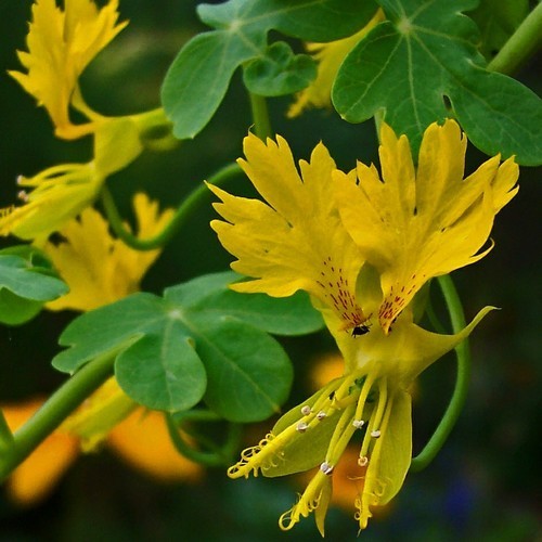 Tropaeolum peregrinum