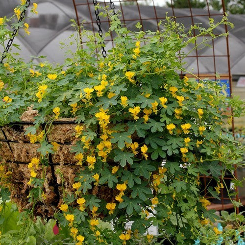 Tropaeolum peregrinum