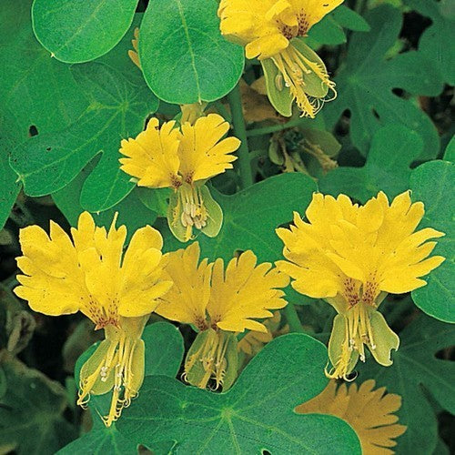 Tropaeolum peregrinum