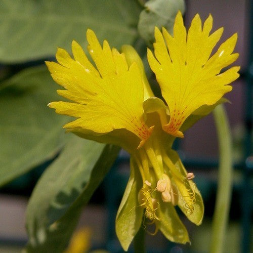 Tropaeolum peregrinum