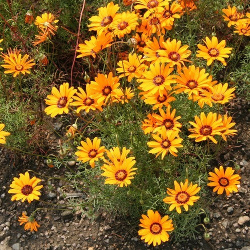 Ursinia anthemoides