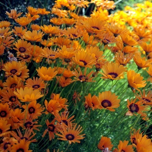 Ursinia anthemoides
