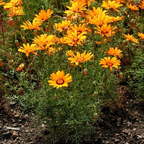 Ursinia anthemoides