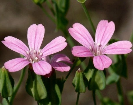 Vaccaria hispanica 'Rosabella'