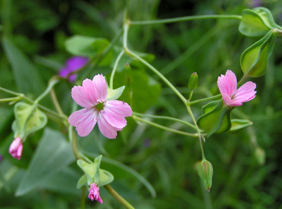 Vaccaria hispanica 'Rosabella'