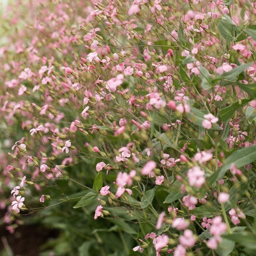 Vaccaria hispanica 'Rosabella'