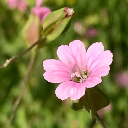 Vaccaria hispanica 'Rosabella'
