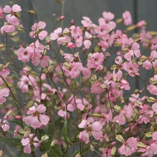 Vaccaria hispanica 'Rosabella'