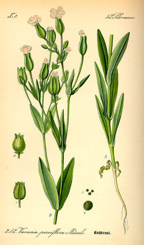 Vaccaria hispanica 'Rosabella'