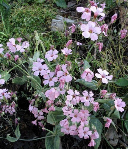 Vaccaria hispanica 'Rosabella'