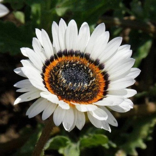 Venidium fastuosum 'Black & White'