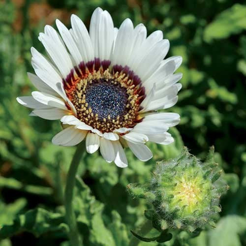 Venidium fastuosum 'Black & White'