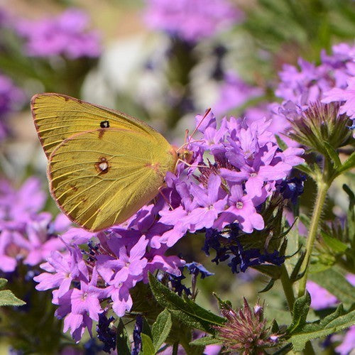 Verbena bipinnatifida