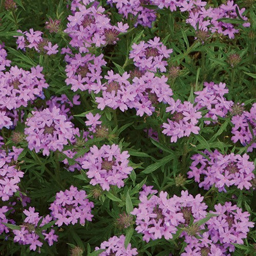 Verbena bipinnatifida