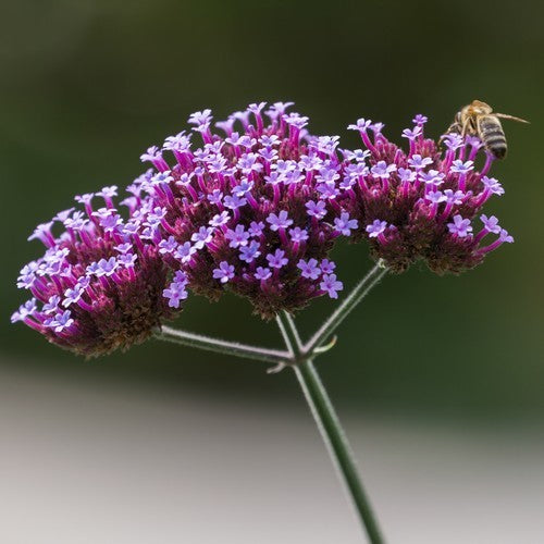 Verbena bonariensis