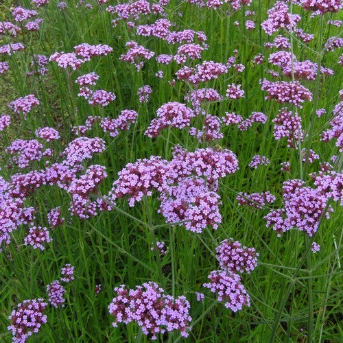 Verbena bonariensis