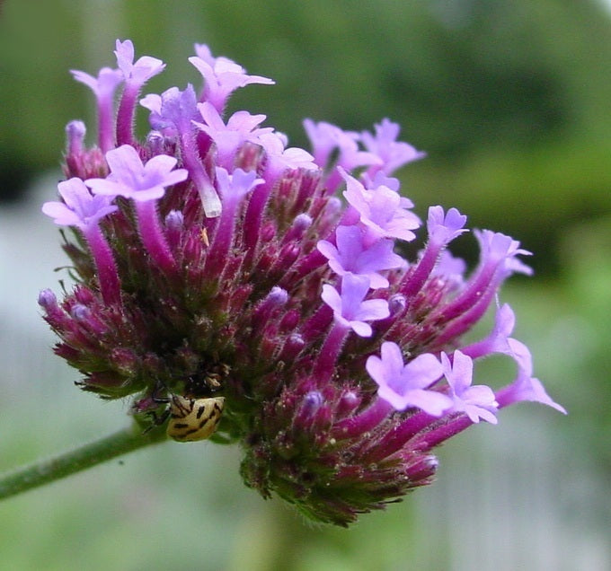 Verbena bonariensis
