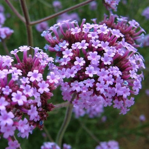 Verbena bonariensis