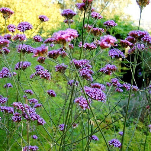 Verbena bonariensis