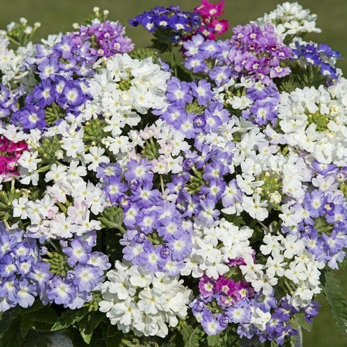 Verbena hybrida 'Scentsation Mix'