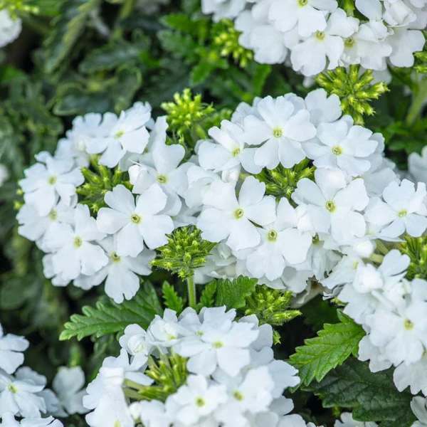 Verbena hybrida 'Scentsation White'